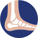 The ankle